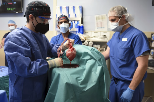 UCSD says pig-to-human heart transplant portends a transformative moment for medicine